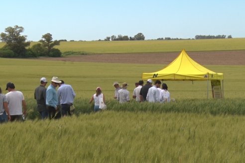 Ensayo Comparativo de Trigo Granero SRL en Campo La Querencia - Departamento Victoria