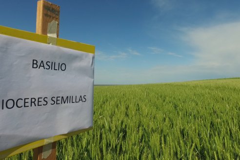 Ensayo Comparativo de Trigo Granero SRL en Campo La Querencia - Departamento Victoria