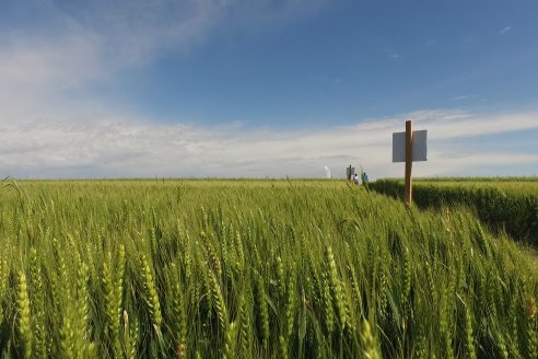 Ensayo Comparativo de Trigo Granero SRL en Campo La Querencia - Departamento Victoria