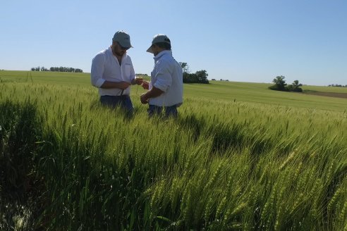 Ensayo Comparativo de Trigo Granero SRL en Campo La Querencia - Departamento Victoria