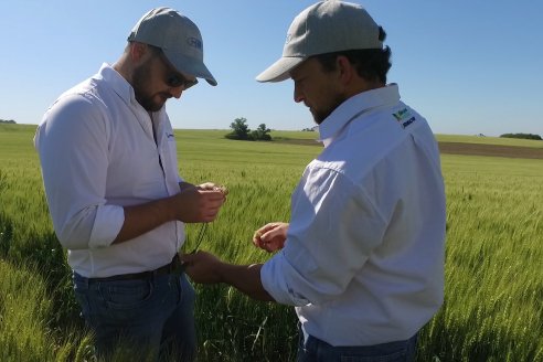 Ensayo Comparativo de Trigo Granero SRL en Campo La Querencia - Departamento Victoria