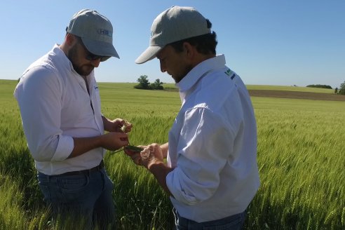 Ensayo Comparativo de Trigo Granero SRL en Campo La Querencia - Departamento Victoria