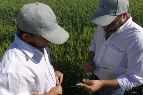 Ensayo Comparativo de Trigo Granero SRL en Campo La Querencia - Departamento Victoria