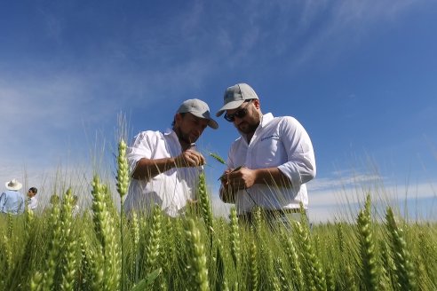 Ensayo Comparativo de Trigo Granero SRL en Campo La Querencia - Departamento Victoria