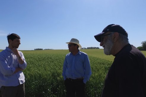 Ensayo Comparativo de Trigo Granero SRL en Campo La Querencia - Departamento Victoria