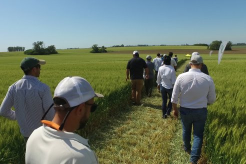 Ensayo Comparativo de Trigo Granero SRL en Campo La Querencia - Departamento Victoria