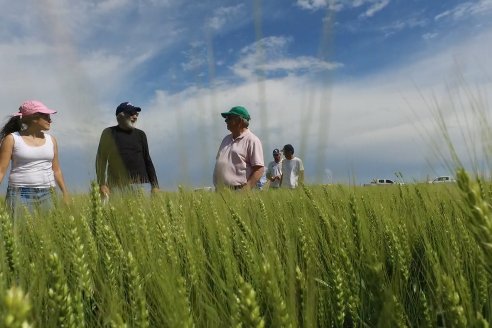 Ensayo Comparativo de Trigo Granero SRL en Campo La Querencia - Departamento Victoria