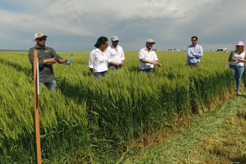 Ensayo Comparativo de Trigo Granero SRL en Campo La Querencia - Departamento Victoria