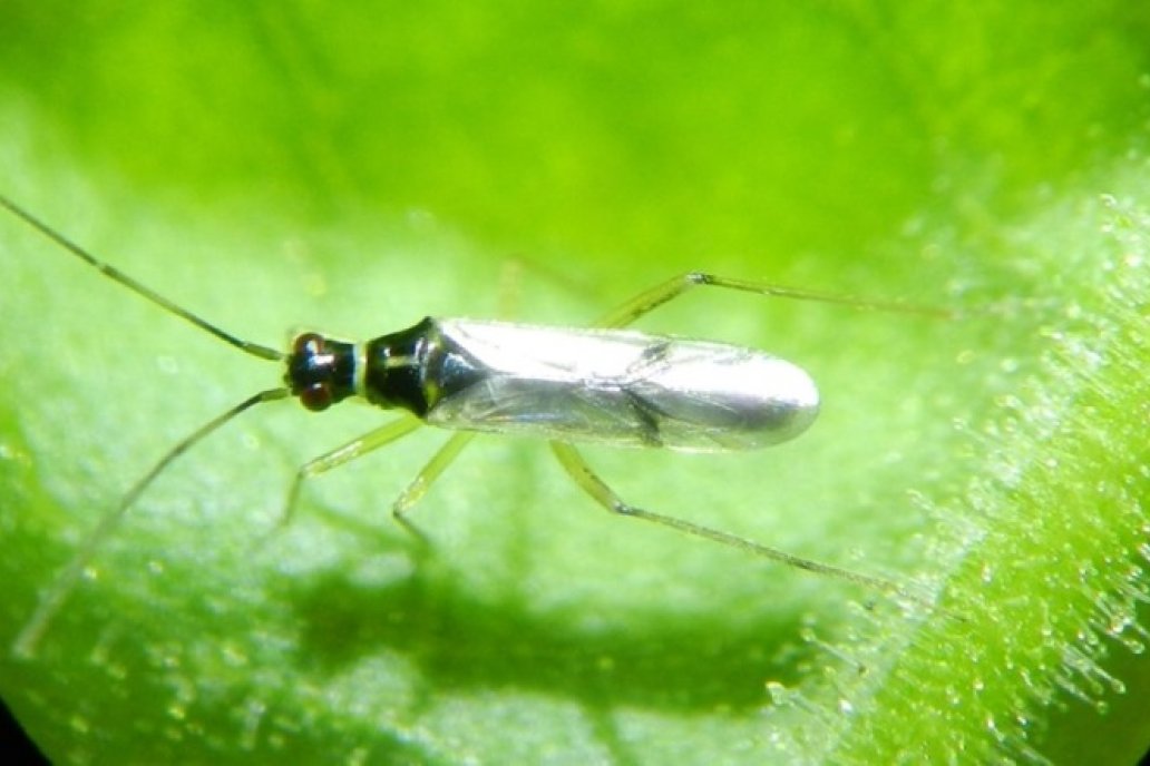 Chinche adulta de Tupiocoris cucurbitaceus en una plantación de tomates.