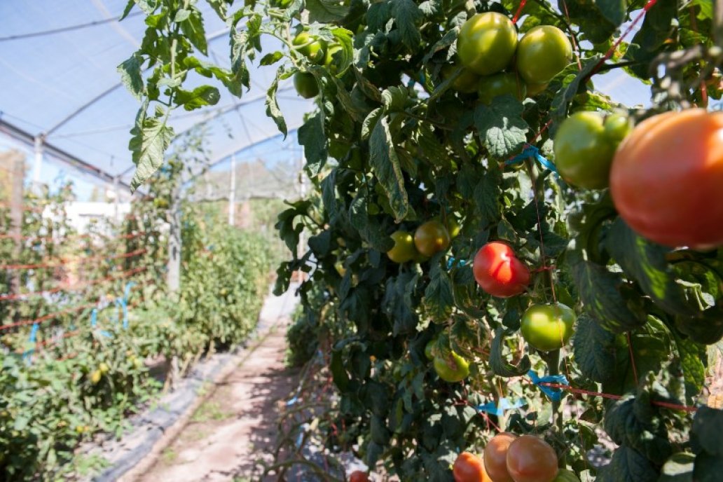 Al parecer, el tomate ayudó al retroceso inflacionario con una baja del 14,3%. Al parecer, el tomate ayudó al retroceso inflacionario con una baja del 14,3%.