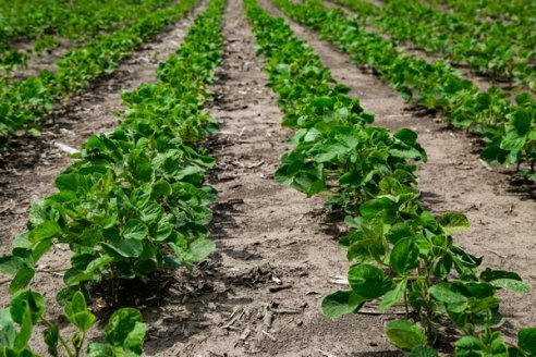 Se conoció el impacto de la sequía en las sojas de primera