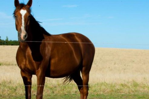 Aceleran la producción de las vacunas contra la encefaliomelitis equina