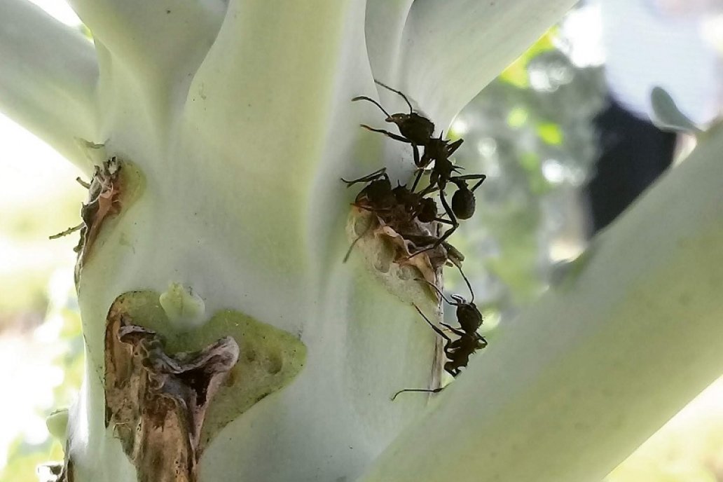 Las hormigas cumplen un rol importante en la naturaleza.