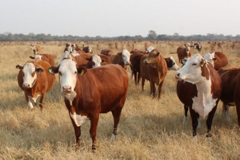 Cómo controlar parásitos en bovinos de recría pastoril