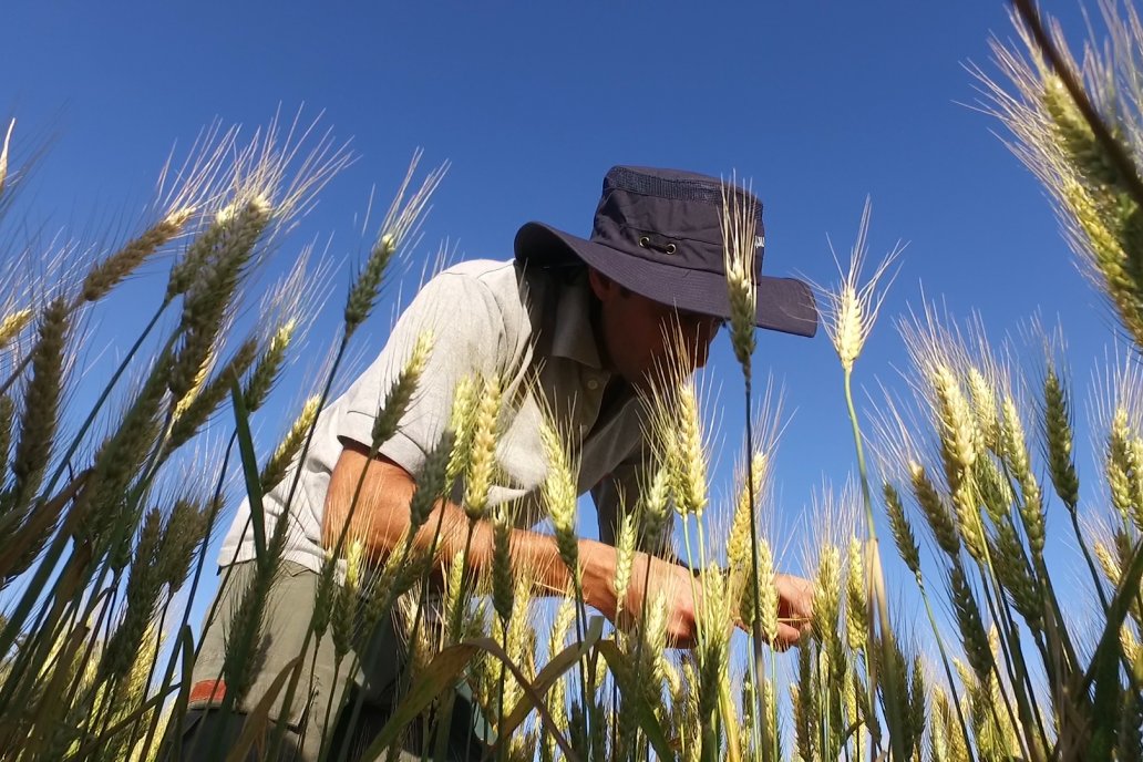 Los niveles de peso hectolítrico, proteína y fuerza panadera fueron excelentes.