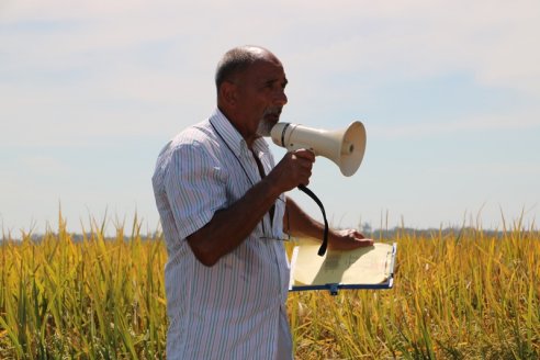 Arroz, la especie más estudiada