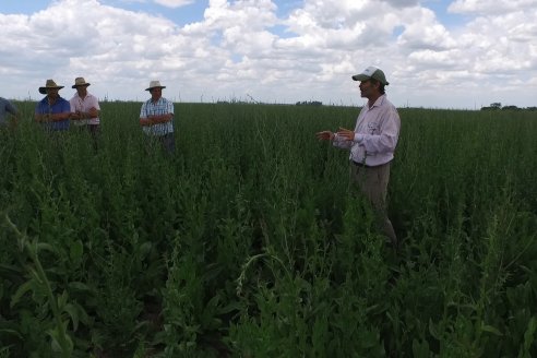 Estrategias para una producción ganadera sustentable