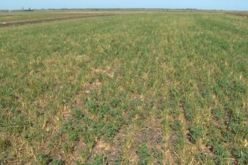 Jornada Técnica de Pasturas GENTOS en La Nueva Trinidad - Mansilla - Entre Ríos