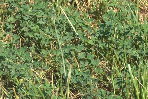 Jornada Técnica de Pasturas GENTOS en La Nueva Trinidad - Mansilla - Entre Ríos