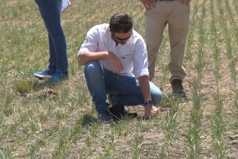 Jornada Técnica de Pasturas GENTOS en La Nueva Trinidad - Mansilla - Entre Ríos