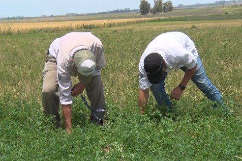 Jornada Técnica de Pasturas GENTOS en La Nueva Trinidad - Mansilla - Entre Ríos