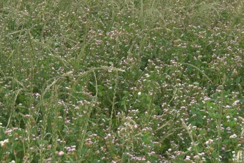 Jornada Técnica de Pasturas GENTOS en La Nueva Trinidad - Mansilla - Entre Ríos