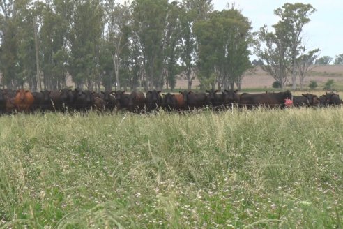 Jornada Técnica de Pasturas GENTOS en La Nueva Trinidad - Mansilla - Entre Ríos