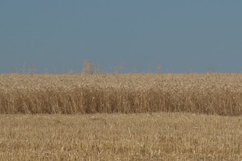 En Hinojal, Luis Kerps trilla 6.000 kilos de trigo por hectárea