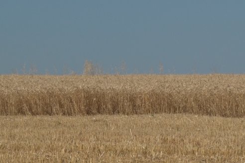 En Hinojal, Luis Kerps trilla 6.000 kilos de trigo por hectárea