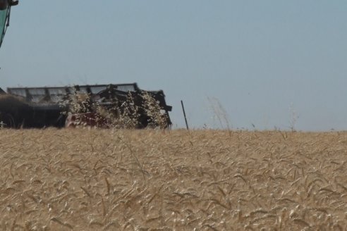 En Hinojal, Luis Kerps trilla 6.000 kilos de trigo por hectárea