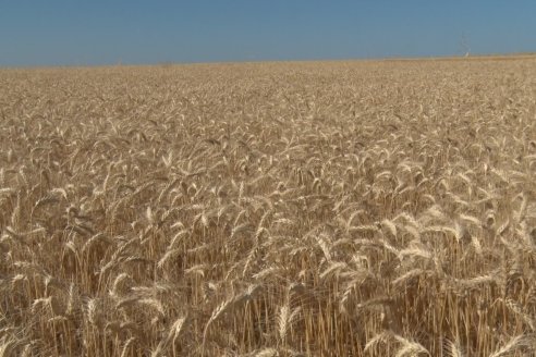 En Hinojal, Luis Kerps trilla 6.000 kilos de trigo por hectárea