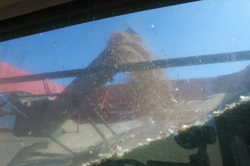 En Hinojal, Luis Kerps trilla 6.000 kilos de trigo por hectárea