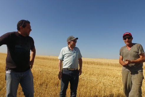 En Hinojal, Luis Kerps trilla 6.000 kilos de trigo por hectárea