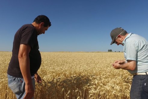 En Hinojal, Luis Kerps trilla 6.000 kilos de trigo por hectárea