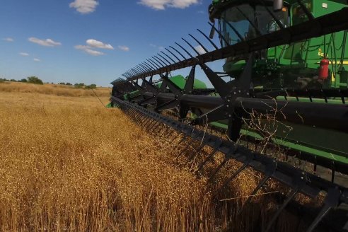 El complejo escenario provincial para el arroz y el sorgo contrastan con la entusiasta evolución del lino