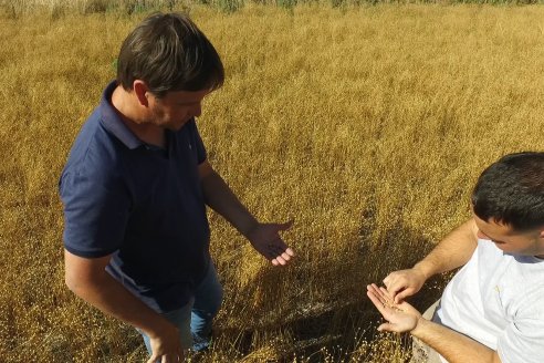 El lino entrerriano tiene más pasado que presente