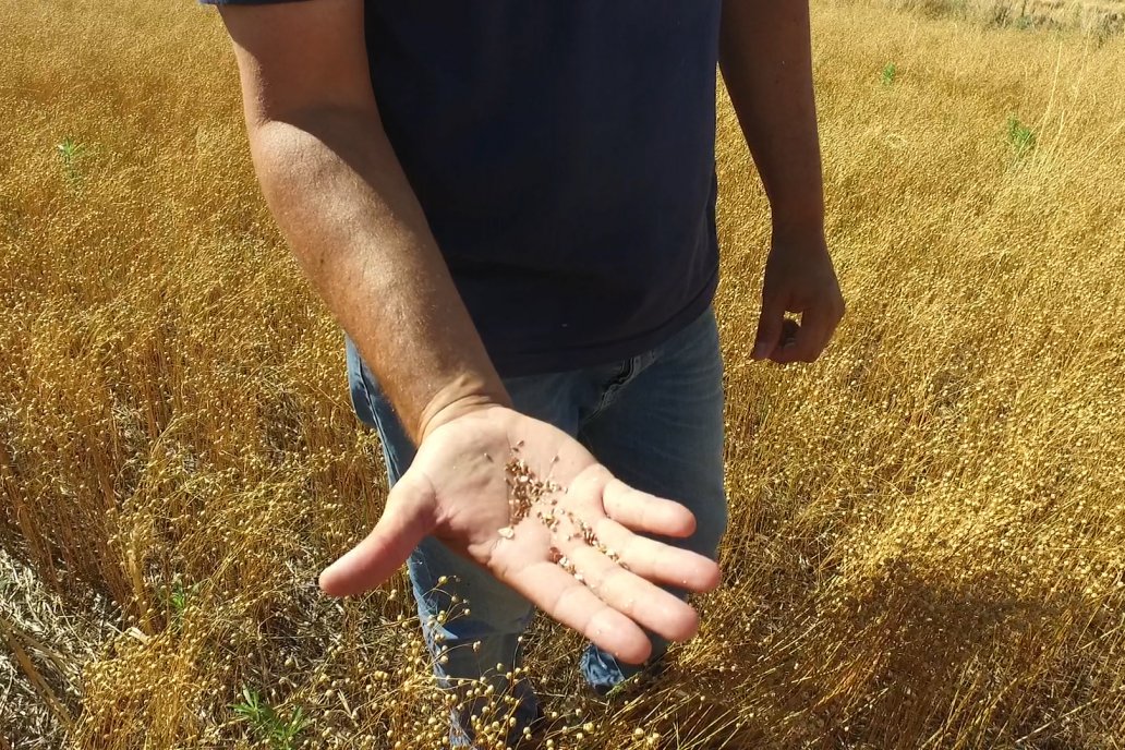 Productores ven en el lino una opción para no ir a la siembra de trigo.