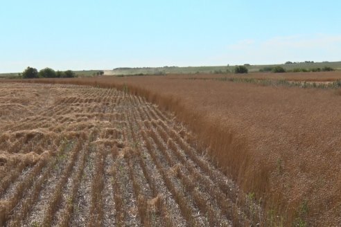 Cosecha de Lino de El Hinojo S.A. en Betbeder, Departamento Nogoyá - E.Ríos