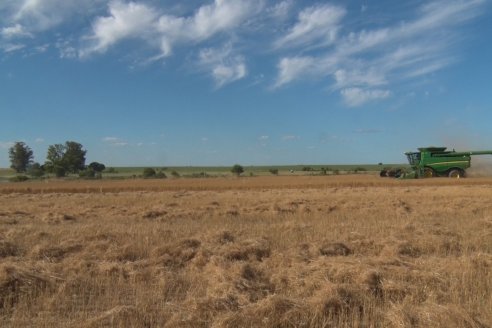 Cosecha de Lino de El Hinojo S.A. en Betbeder, Departamento Nogoyá - E.Ríos