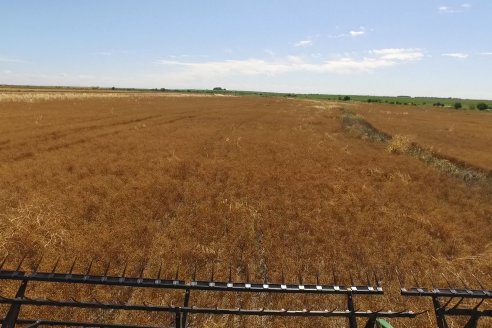 Cosecha de Lino de El Hinojo S.A. en Betbeder, Departamento Nogoyá - E.Ríos