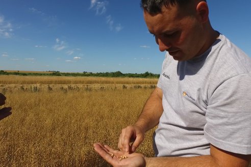 Cosecha de Lino de El Hinojo S.A. en Betbeder, Departamento Nogoyá - E.Ríos