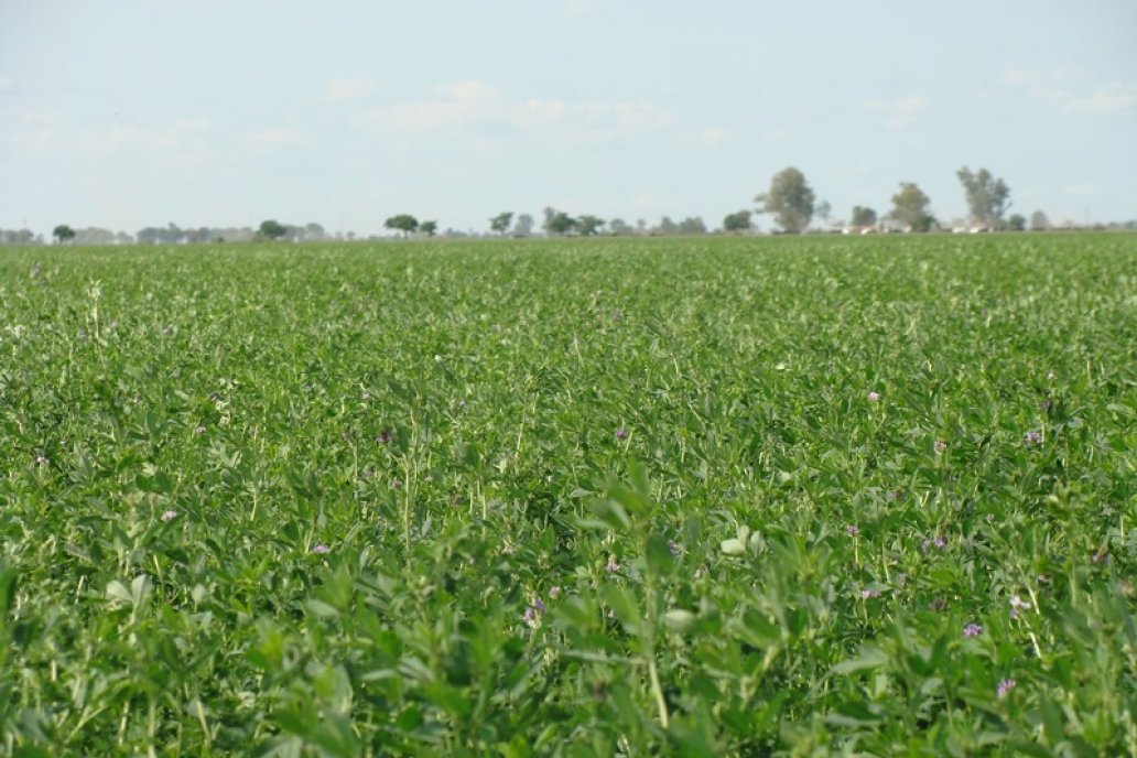 Las pasturas cumplen un rol central en la producción ganadera.