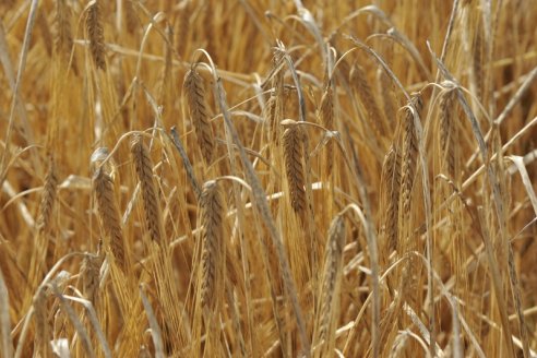 Hay un nuevo centeno todoterreno