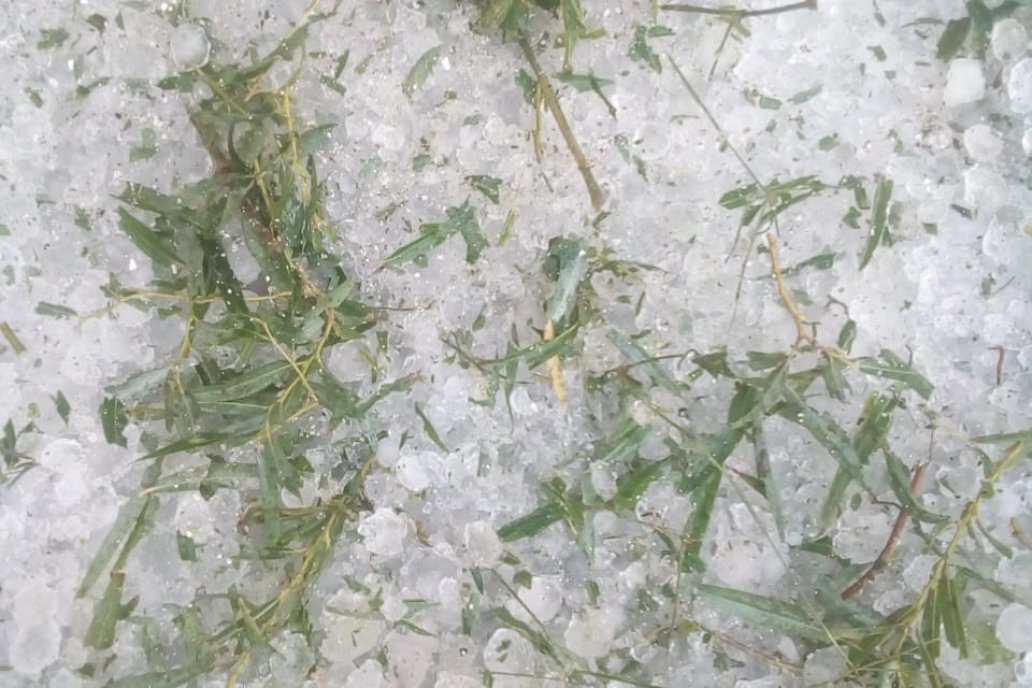 Sorgos estropeados por las piedras, en campos de Aldea Salto