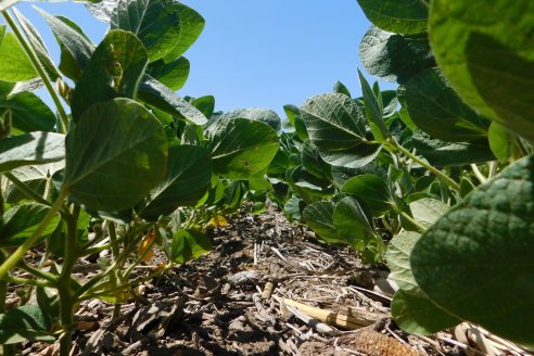 La bioestimulación gana protagonismo en las diferentes estrategias de manejo