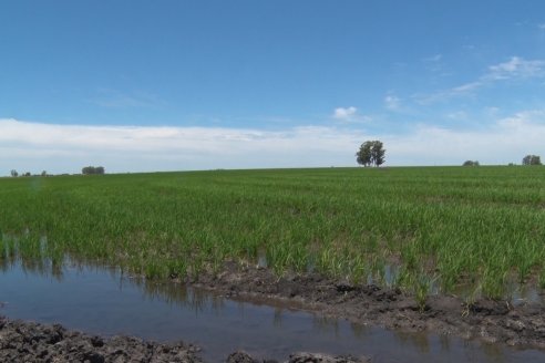 Fertilizadora de arrastre Fertec F5000 Serie 6 se destaca dentro de las arroceras entrerrianas