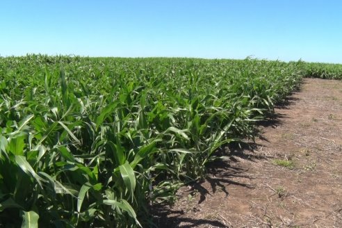 El pulgón amarillo de la caña de azucar no tiene futuro - 