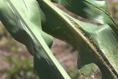 El pulgón amarillo de la caña de azucar no tiene futuro - 