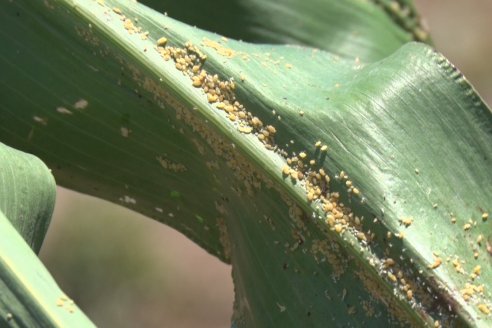 El pulgón amarillo de la caña de azucar no tiene futuro - 