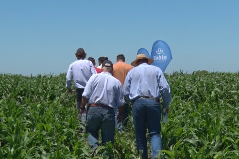 El pulgón amarillo de la caña de azucar no tiene futuro - 